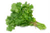 cilantro_thumb